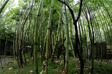 <p>This small bamboo forest is hiding behind the Ninja theater where you can go and watch a 20 minute presentation showing two combatants practicing their skills against each other.&nbsp;</p>