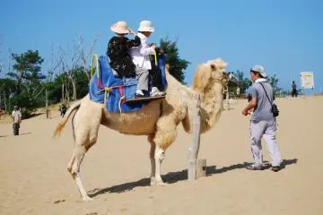 Why walk across the dunes when you can ride-a camel...
