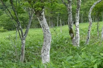 Silver birch forest