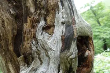 Tree trunk resembling marbled paper