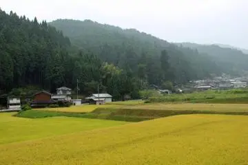<p>Golden soon-to-be-harvested rice fields</p>