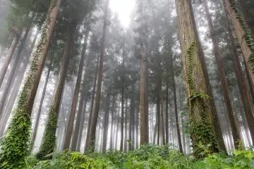 <p>Hutan yang mengelilingi Roan memiliki jalur panjang</p>