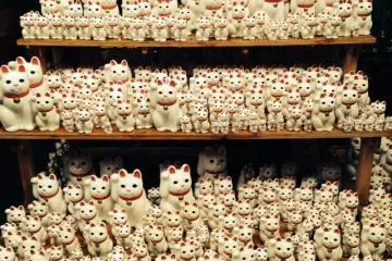 <p>The cats!</p>