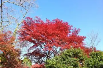 <p>Feuilles d'&eacute;rable, les momiji</p>