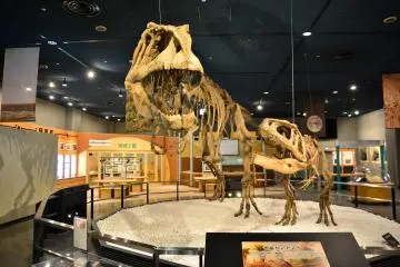 <p>Bones of a Tyrannosaurus Rex and Allosaurus on display at the museum</p>