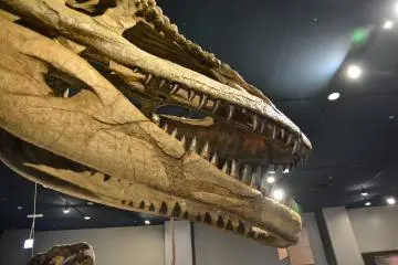 <p>Well preserved details of the Tyrannosaurus Rex head</p>