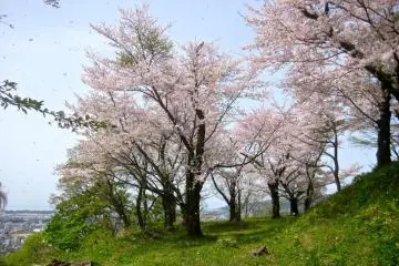 Sakura di ujung paling barat dari taman kedua