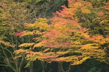 <p>The fall colors near the main temple.</p>