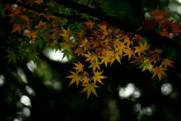 <p>The leaves ranging in color from yellow to red.</p>