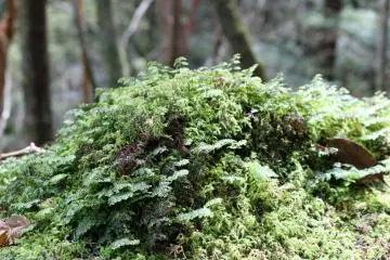 <p>Moss on a rock mirrors the forest above in miniature</p>