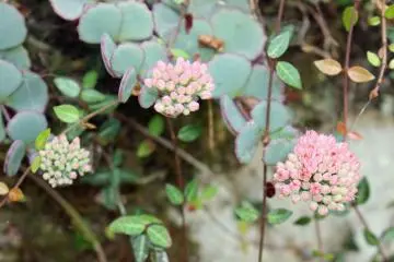 <p>This flower is called "Yamato misebaya" and it can only be found in Kawakami-mura</p>