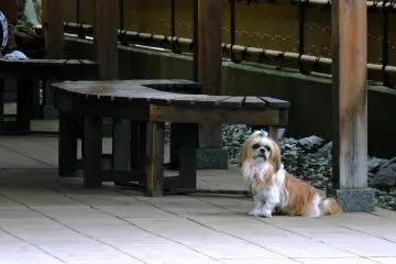 <p>Small dog waiting for its owner to emerge from one of the public bath houses &nbsp;</p>