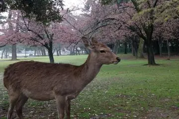 <p>They are generally calm and very tame.&nbsp;</p>
