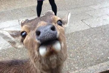 <p>More crackers please!</p>