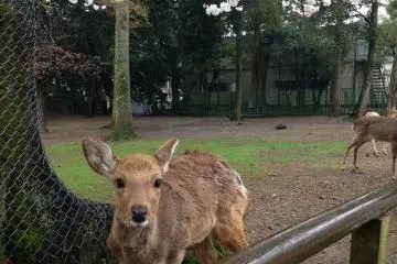 <p>A beautiful fawn.</p>