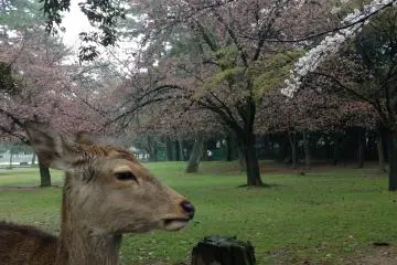 <p>The deer will pose for you.</p>