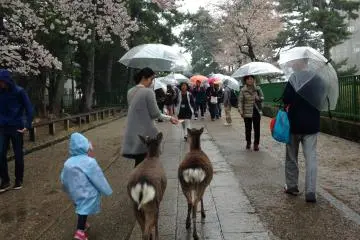 <p>The deer will follow you from one end of the park to the other for their next cracker.</p>