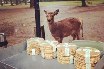 <p>This beautiful doe stalks the shika-senbei&nbsp;(deer cracker) vendor. Crackers for sale for 150yen.</p>