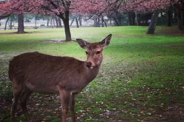 Nara Deer Park