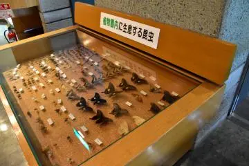 곤충 표본