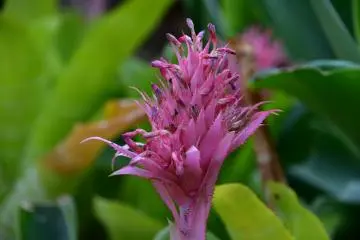 분홍색 선인장