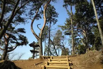 Intersting Trees