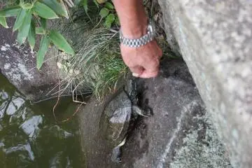 <p>The old man who was feeding the turtles with nuts</p>