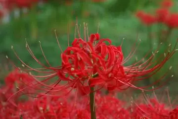 <p>Foto bunga spider lili dari jarak dekat</p>