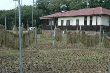 <p>Padi yang baru dipanen digantung agar kering
&nbsp;</p>