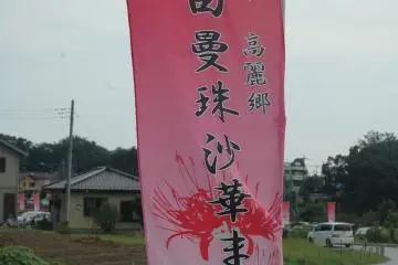 <p>Ribuan orang datang untuk melihat bungan lycoris, menciptakan suasana yang meriah</p>