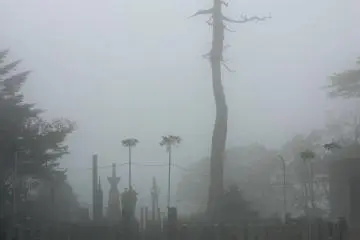 <p>A dead tree and a monument looming out of the fog near the main hall</p>