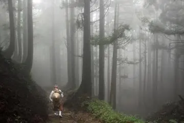 <p>A cloud forest!</p>