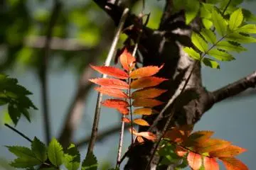 <p>Autumn colors already?</p>