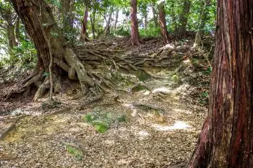 <p>The later part of the trail traverses through a thick forest canopy</p>
