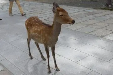 Be sure to stop at Kintetsu-Nara station to visit the deer in Nara City.