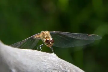 Dragonflies as travel companion