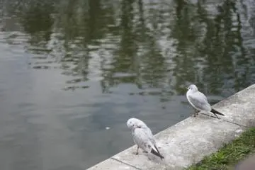 <p>A place for the birds</p>