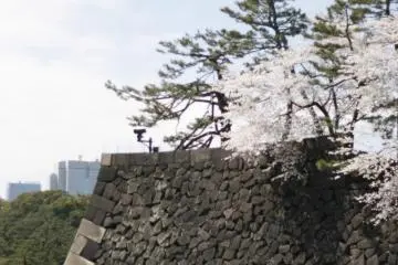 <p>Sakura cherry blossoms in spring</p>