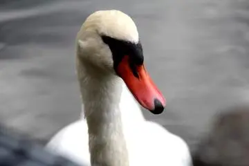 <p>Cantik sepenuhnya</p>