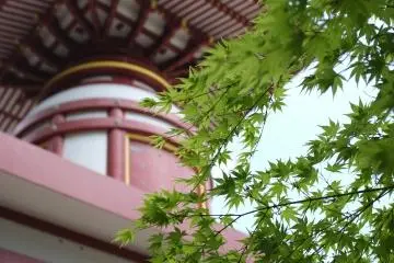 <p>The color of the Yufitou (Red Tower) looks attractive with the young maple leaves</p>