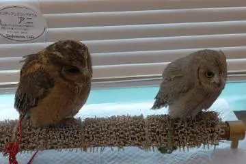 <p>Ada banyak macam burung hantu di sini dan beberapa diantaranya sangat kecil</p>