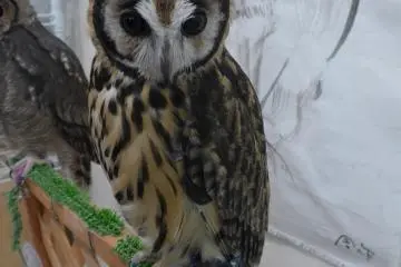 <p>Burung hantu dapat diletakkan di tangan atau pundak anda</p>