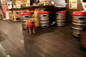 <p>One of the dogs, who seemed to be a bit afraid when I pulled out my camera</p>