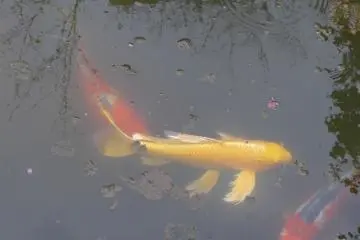 There's even a special kind of carp bred here, according to one of the Shogun's wishes ages ago.&nbsp;