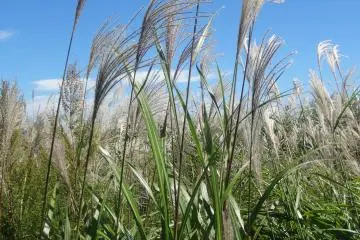 <p>Les herbes des pampas sont v&eacute;ritablement un signe d'automne dans le Japon rural</p>