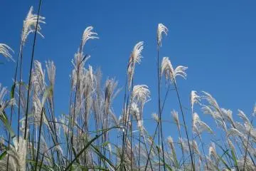 <p>Cette herbe pousse dans des champs sauvages de province ou encore l&agrave; o&ugrave; la terre n'a pas &eacute;t&eacute; foul&eacute;e</p>