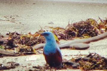 Blue Rock Thrush searching through the seaweed