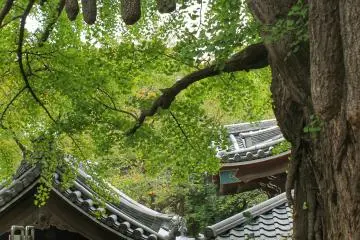 <p>Pohon gingko tertua di Tokyo</p>