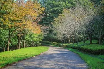 <p>Tokyo Toritsu Oyamadairi Park in early autumn</p>