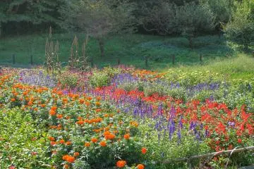 <p>Beautiful flowers in early autumn</p>